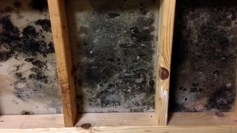 Dense mould growth across a wall cavity surface between bare wooden studs